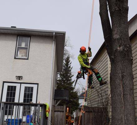 Winnipeg arborist working in tree removal